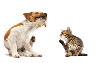 Best Foods for Dogs with Allergies